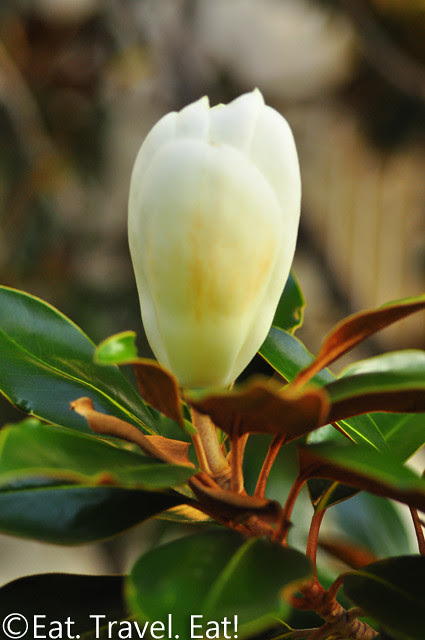 St Regis Monarch Beach- Dana Point, CA: Flower