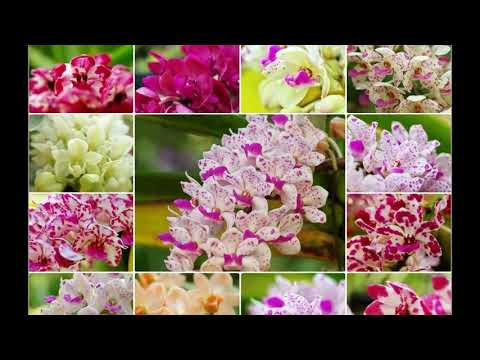 Rhynchostylis Gigantea Orchids Garden 