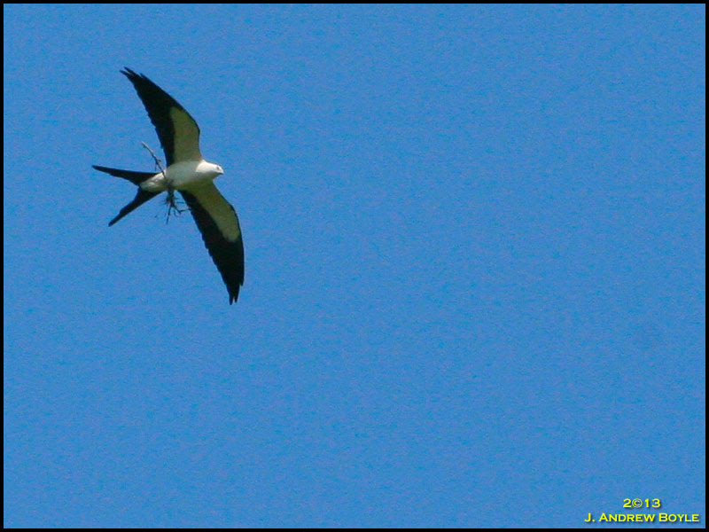 Swallow-tailed Kite