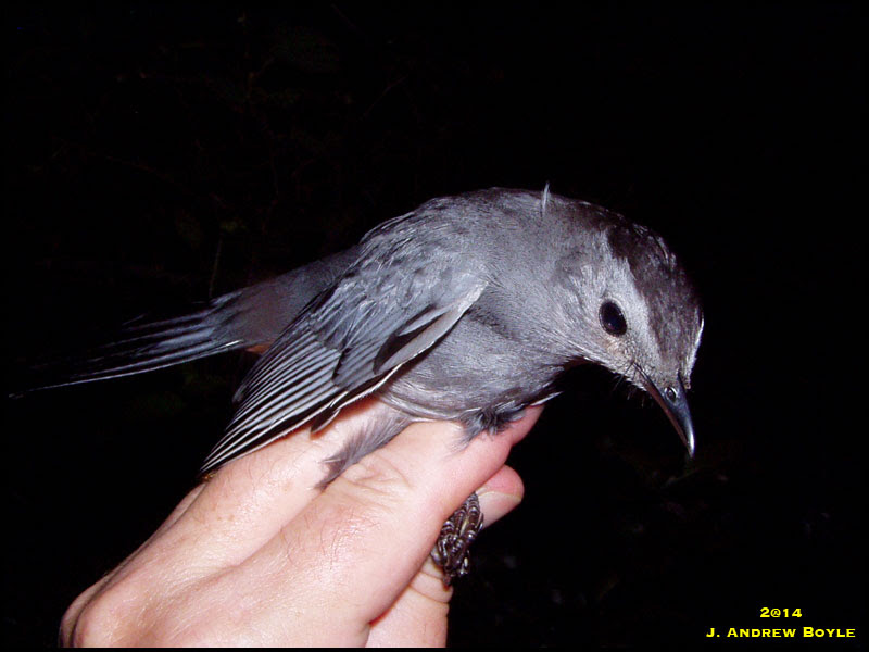 Gray Catbird