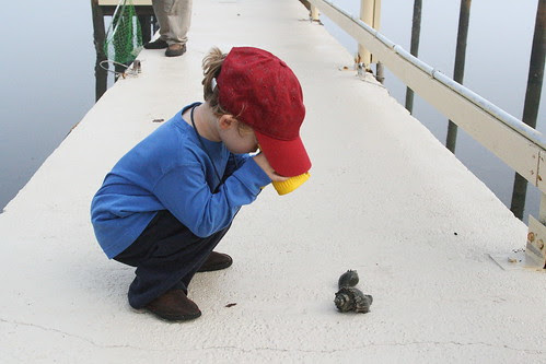 looking at hermit crabs with binoculars