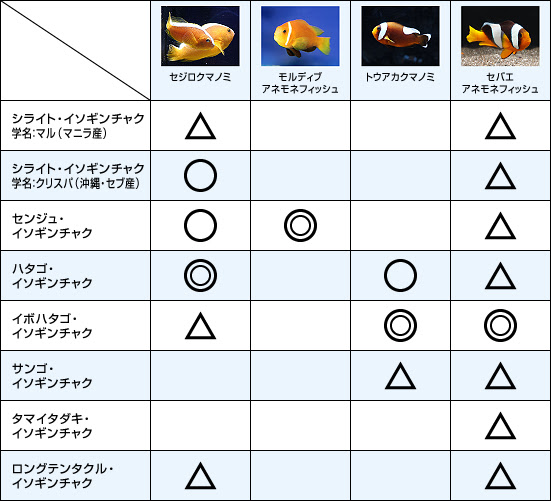 クマノミとイソギンチャクの相性チャート クマノミにまつわるエトセトラ 熱帯魚のことなら みずものコム