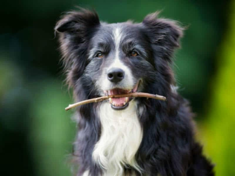 senior dog