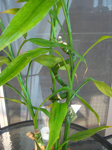 Propagation experiment: lucky bamboo. August 12, 2010 at 3:35 pm · Filed 