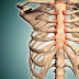 What Organ Is Located Is Middle Of Chest Under End Of Rib Cage? : 5 Quick Ways To Reduce That Pesky Rib Pain During Pregnancy Wehavekids / The liver is an organ only found in vertebrates which detoxifies various metabolites, synthesizes proteins and produces biochemicals necessary for digestion and growth.