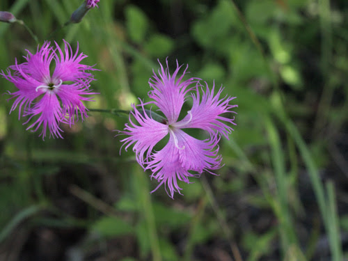 ナデシコ ダイアンサス Dianthus ナデシコ科 Caryophyllaceae