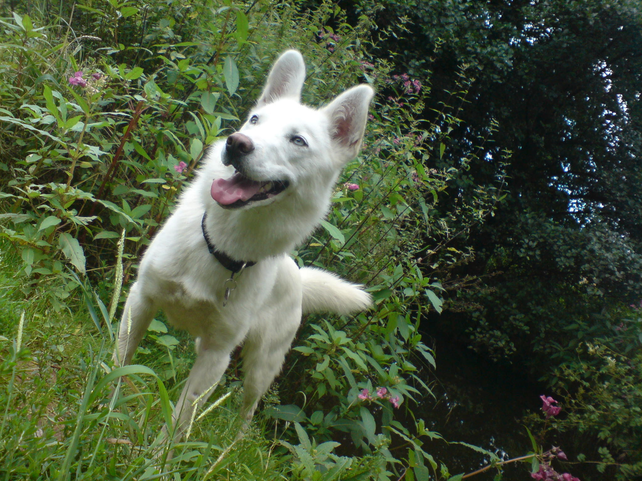 Cora (Siberian Husky, Weisser Schweizer Schäferhund ...