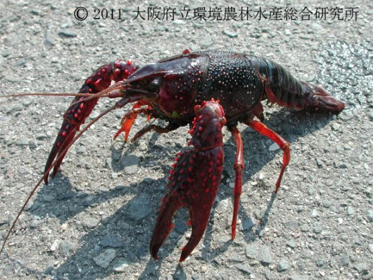 アメリカザリガニ 大阪府の外来生物 図鑑 大阪府立環境農林水産総合研究所