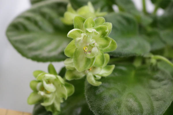 Av Wild Hop 普通種 ウクライナ種 Av ワイルド ホップ 植物あれこれ