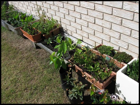 Container Gardening Vegetables on Growing Vegetables In Containers   Container Vegetable Gardening