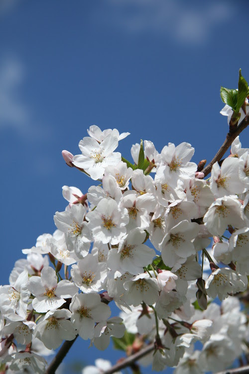 Blossoming spring