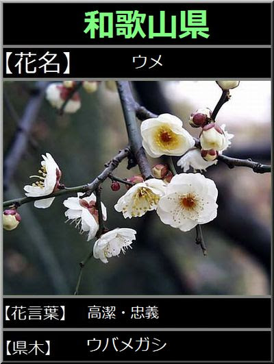都道府県花の花言葉