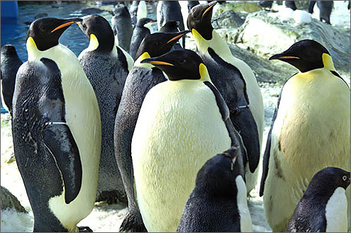 コウテイペンギン 皇帝ペンギン と会える水族館 Web水族館