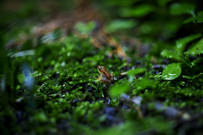 baby frog