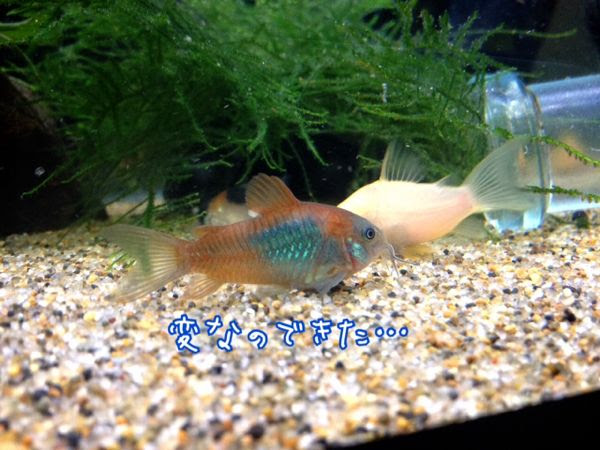 コリドラス水槽の悲劇 まいにち笑顔 ﾟ 楽天ブログ