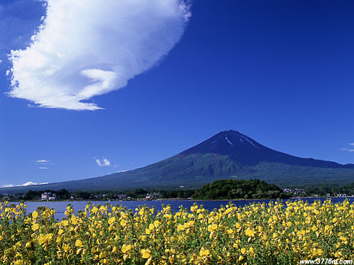待宵草の咲く風景