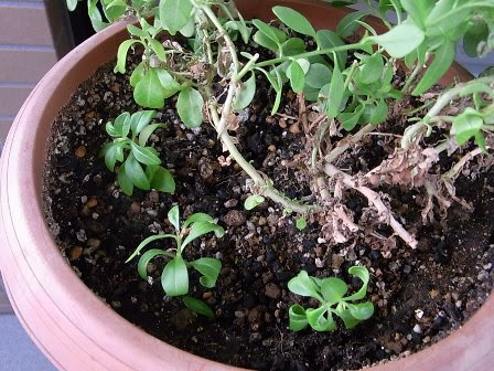 ペチュニアスーパーベルの挿し木が大きくなりました さざなみ橋ブログ