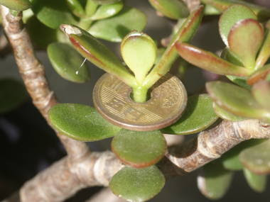 葉が落ちるのは何故 花は咲くの 金のなる木の育て方まとめ