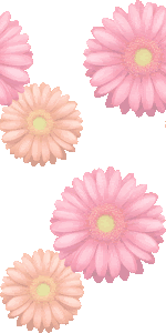 スマホ用ページ ガーベラの花 アフリカ センボンヤリの壁紙 条件付