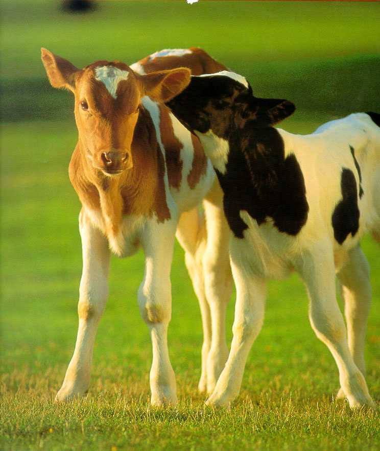 Pictures Of Cows Faces. cows esp calves cute faces