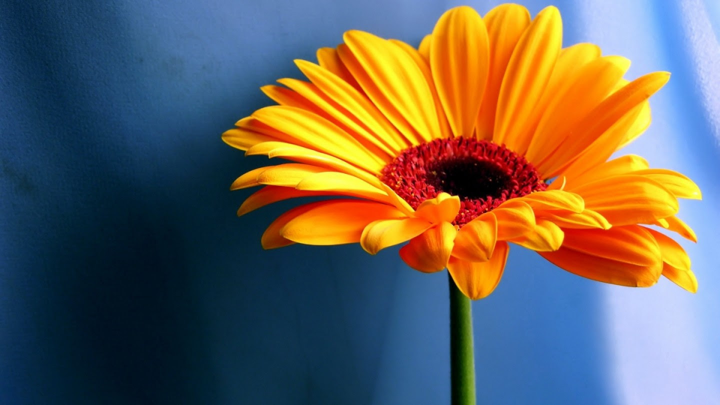 Beautiful Flowers Wallpapers