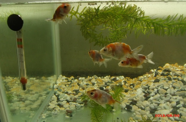 金魚はすぐに死ぬ 後編 ぼくのノドをうるおす金魚たち
