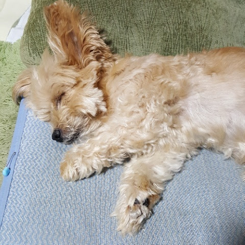 寝相でわかる犬の心理 寝ているときの愛犬はどんな気持ち