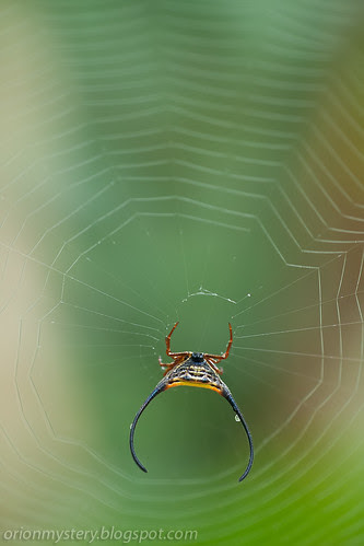 macracantha arcuata, long horned orb weaver spider IMG_9091 copy