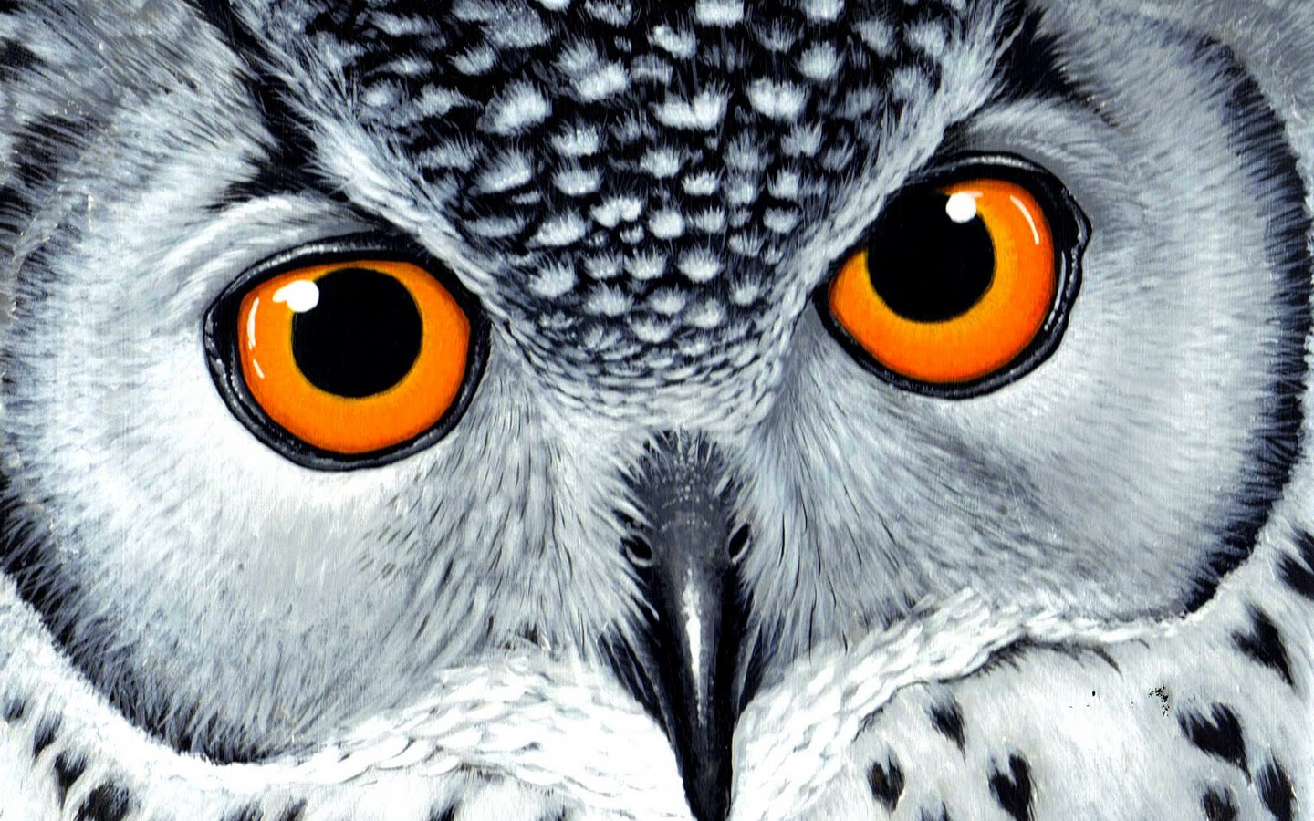 Orangeeyes Owl Wallpaper photo and wallpaper. All Orangeeyes Owl Wallpaper photo and wallpaper. All