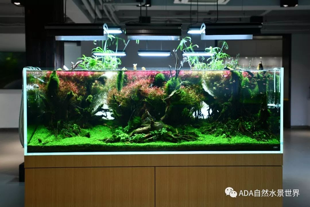 Ada水景 万图壁纸网