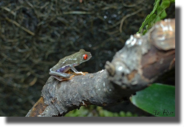 アカメアマガエルまた逝く 明日も釣り日和