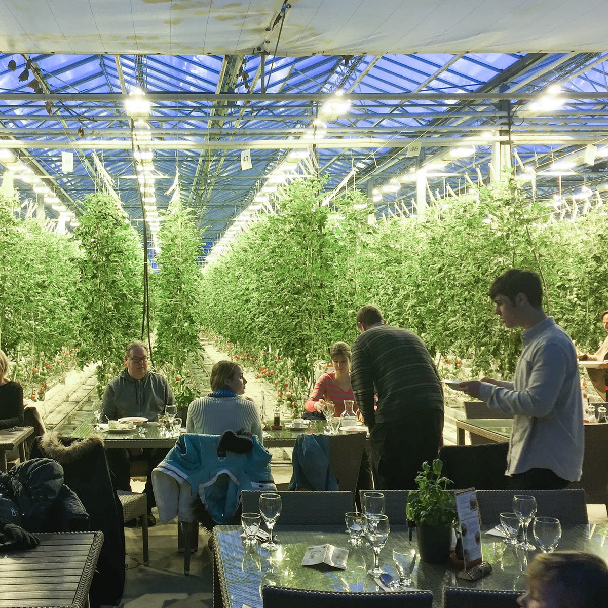 Fridheimer greenhouse 