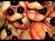 Simak 7 Makanan Paling Beracun dan Mematikan di Dunia, viral!