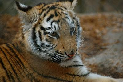 Baby Tiger