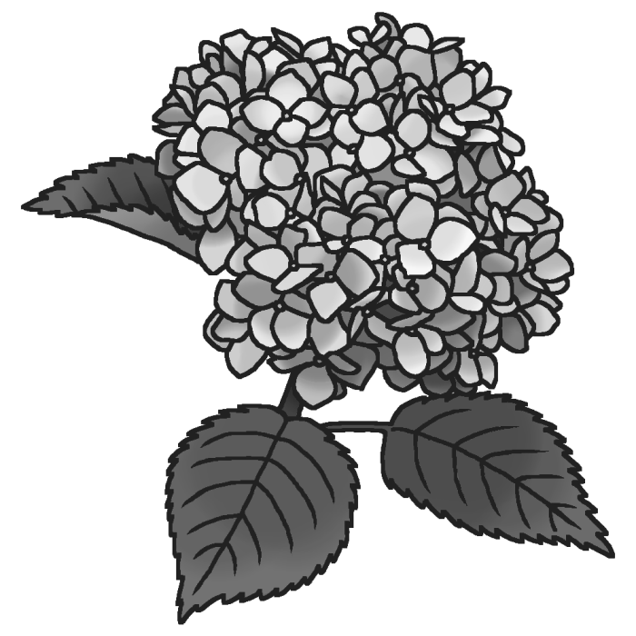 アジサイ 紫陽花 モノクロ 夏の花 無料イラスト素材