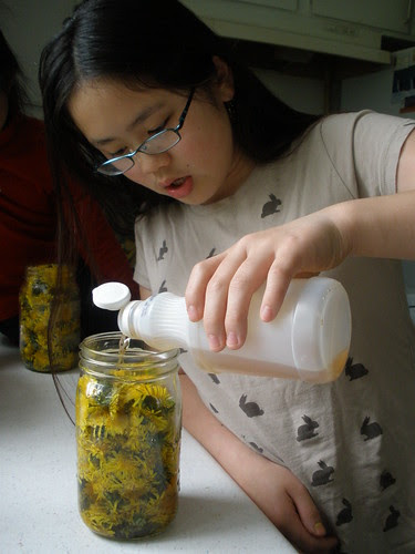 Making Dandelion Vinegar