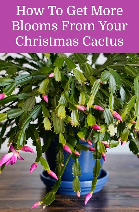 How To Get Chrismas Cactus To Bloom / When you want to help your christmas cactus to bloom, you need to do several simple things.