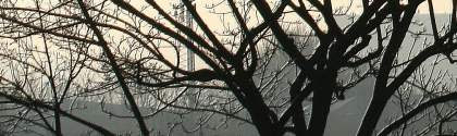 Branches...