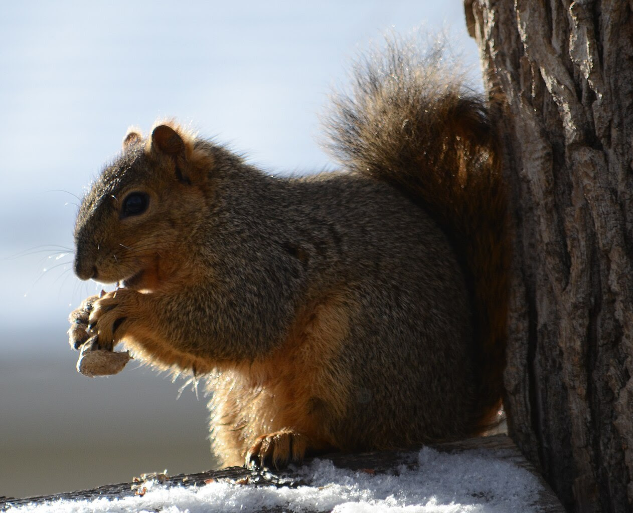 http://upload.wikimedia.org/wikipedia/commons/thumb/d/d7/Squirrel_Eating_a_peanut.jpg/1262px-Squirrel_Eating_a_peanut.jpg