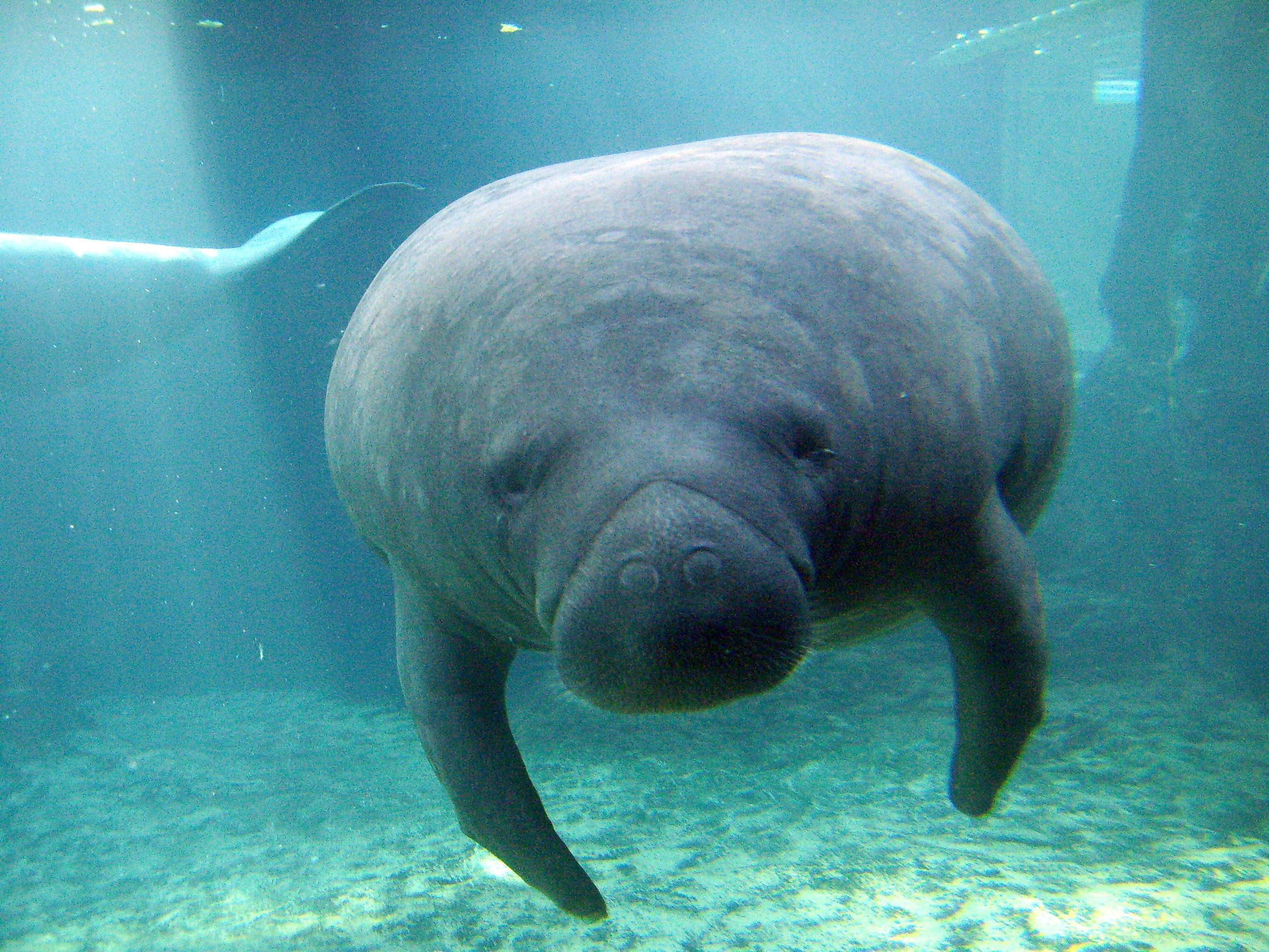 Manatee Wallpapers Wallpaper Cave Afalchi Free images wallpape [afalchi.blogspot.com]