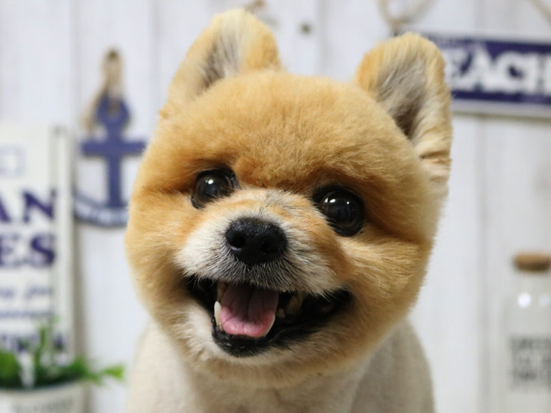 柴犬カット 赤羽トリミングサロンilio イーリオ