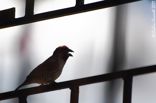 Spotted Munia backlit