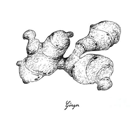 hand drawn  ginger root  white background drawing