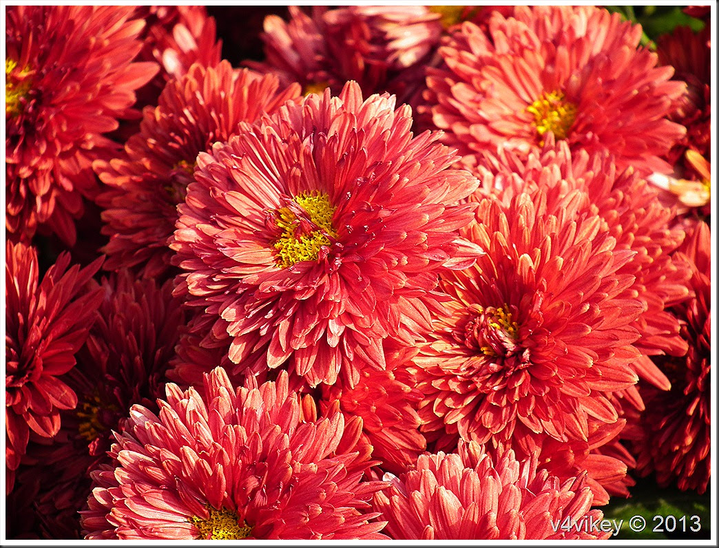 CHRYSANTHEMUM FLOWER