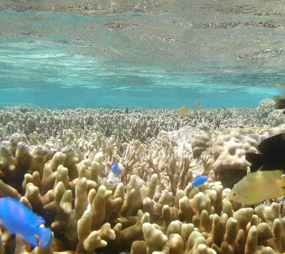 壁紙 沖縄の海のスマホ壁紙960x854 Okinawa Sea 001 Jpg 壁紙box
