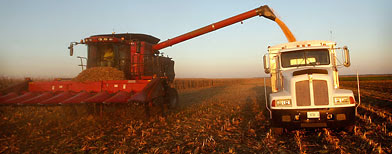 Joe Raben harvests corn on land he farms near Carmi, Illinois. (Photo by Scott Olson/Getty Images)