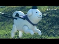 70以上 聖徳太子 犬 雪丸 124208-聖徳太子 犬 雪丸