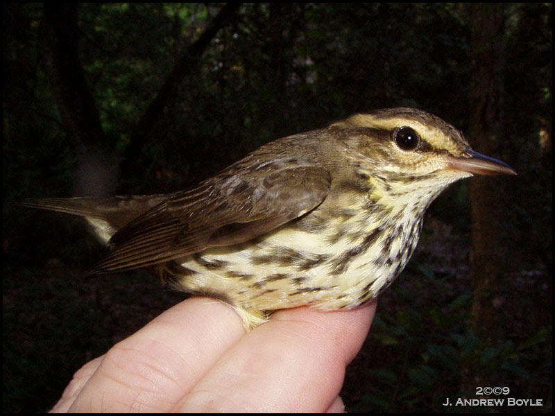 Northern Waterthrush
