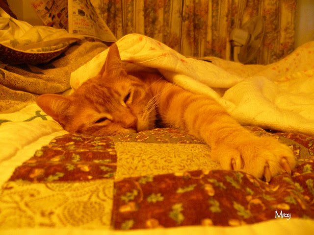 2012_11_12 emma and buster 021