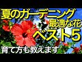 [最も共有された！ √] 夏の花 ガーデニング 266291-夏の花 ガーデニング プランター
